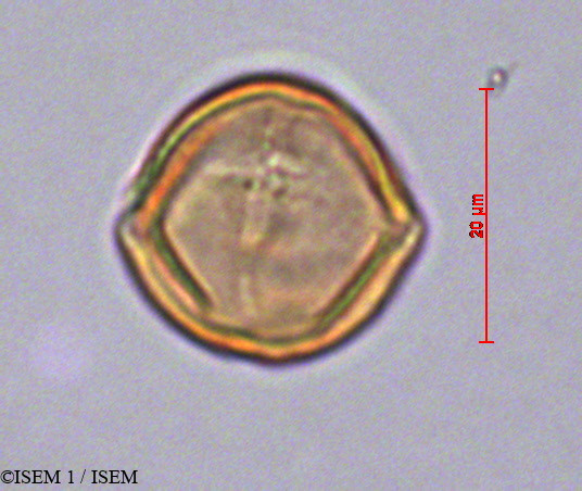 ISEM 1/Rubus_nubigenus_29126/Rubus_nubigenus_29126_0001(copy).jpg